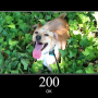 http-code-200.png
